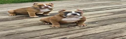 American Bully dogs for sale: Stoney  - Ad 6