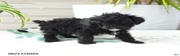 Miniature Poodle dogs for sale: Quirk - Ad 4