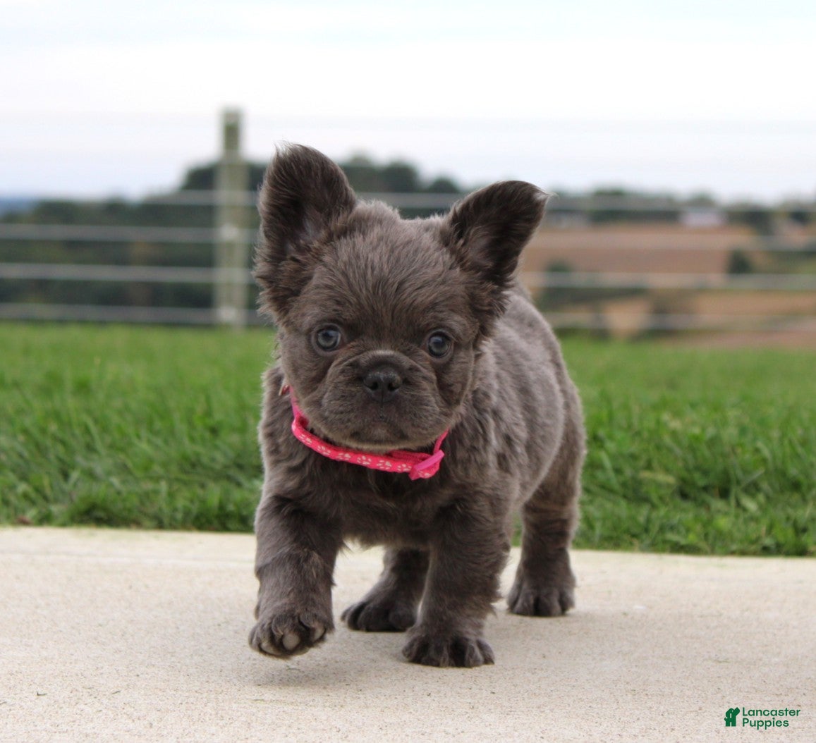 French Bulldog dogs Bella - Ad 2