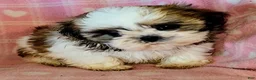 Shih Tzu dogs for sale: Star - Ad 3