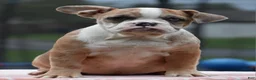 Mixed Breed dogs for sale: Willow mini bulldog hybrid  - Ad 5