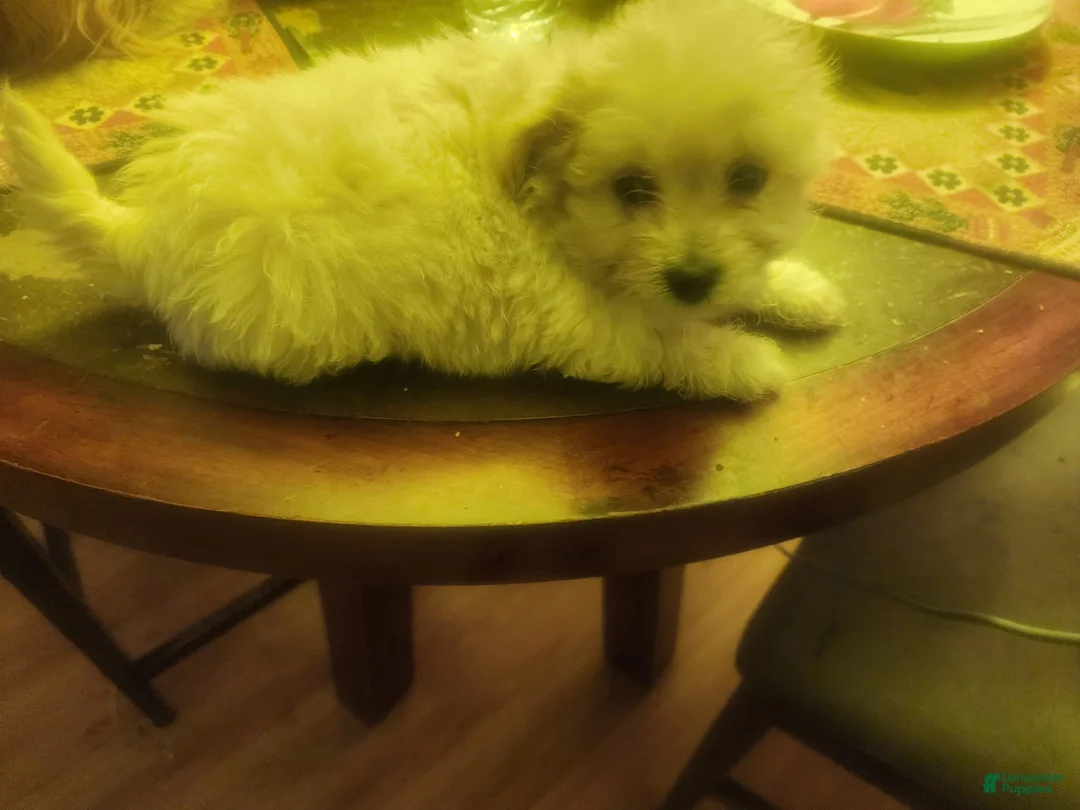 Pomapoo dogs for sale: Pomapoo Puppy 3 - Ad 2