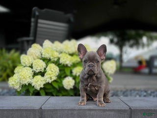 French Bulldog dogs - Ad 25