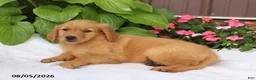 Golden Retriever dogs for sale: Trixie - Ad 4