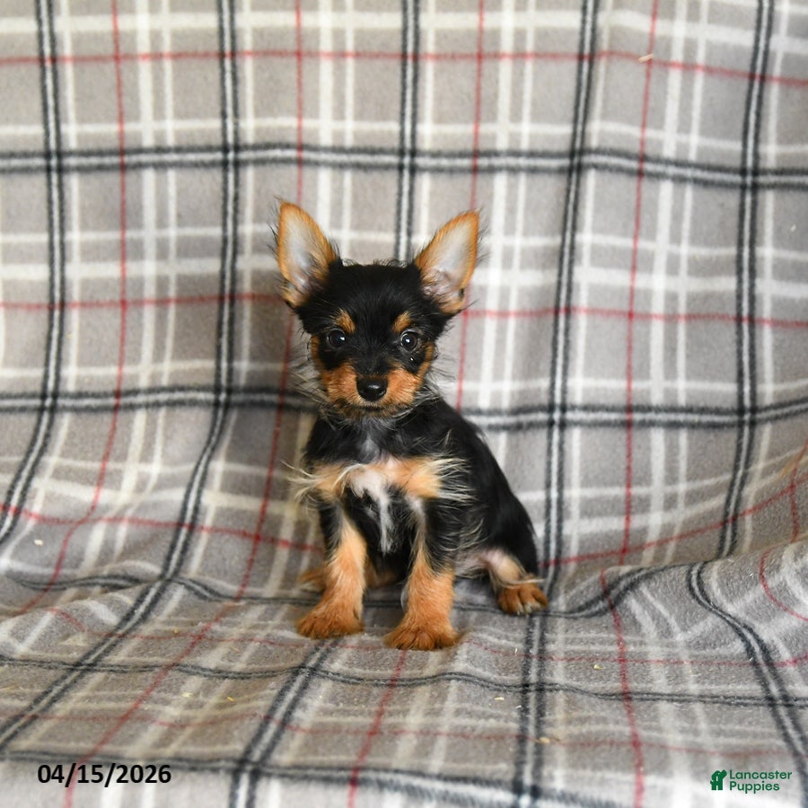 Yorkshire Terrier dogs Pepper - Ad 2