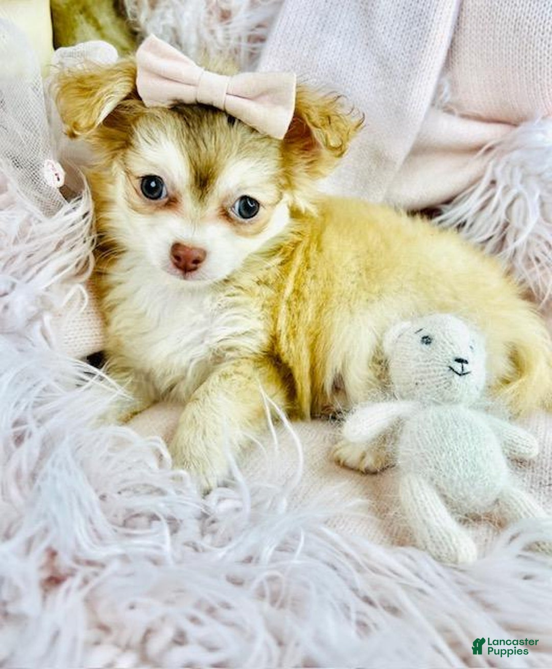 Chihuahua dogs for sale: Chihuahua Puppy 1 - Ad 2