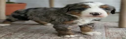 Bernedoodle dogs for sale: Skylar  - Ad 6