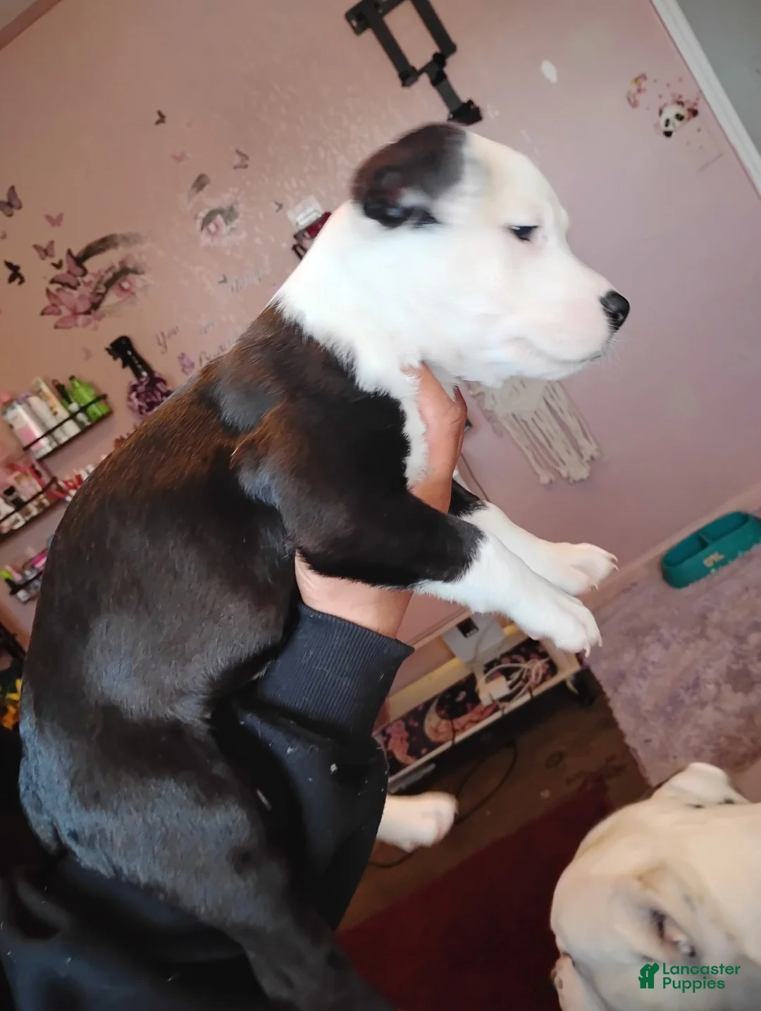 American Pit Bull Terrier dogs for sale:  Puppy 1 - Ad 2