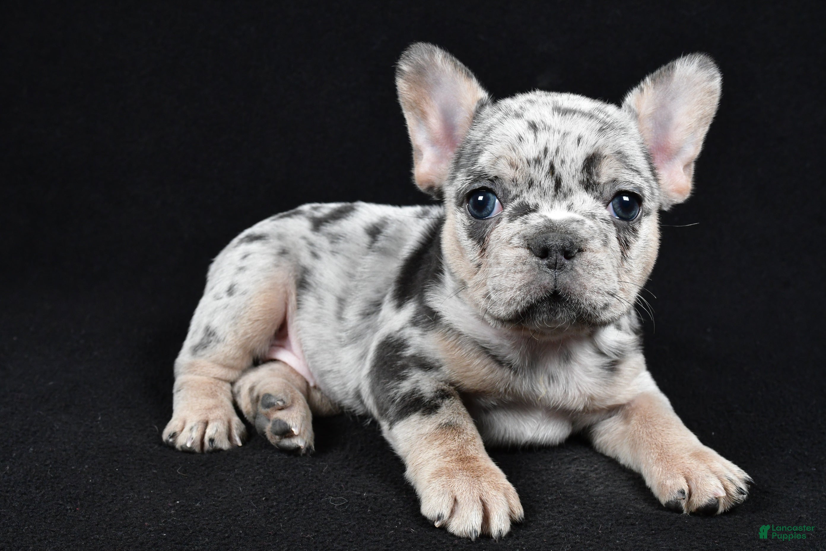 French Bulldog dogs Fiona - Ad 1