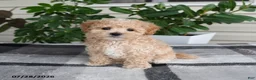 Maltipoo dogs for sale: Lincoln - Ad 2