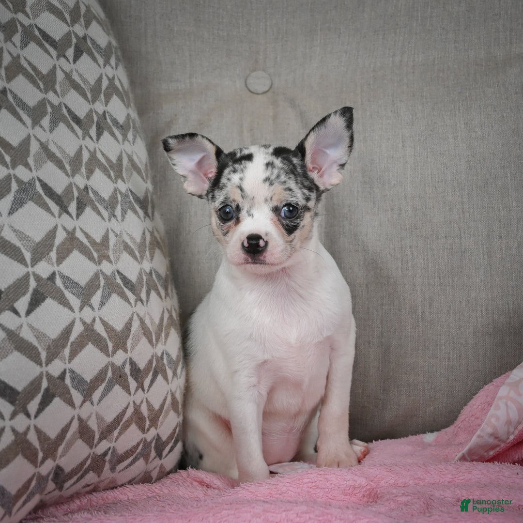 Chihuahua dogs for sale: Bella - Ad 13