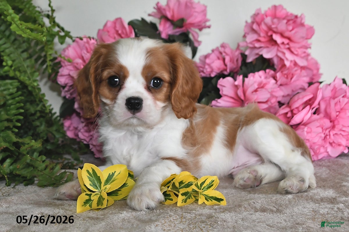 Cavalier King Charles Spaniel dogs Bingo - Ad 2