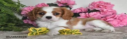 Cavalier King Charles Spaniel dogs for sale: Bingo - Ad 2