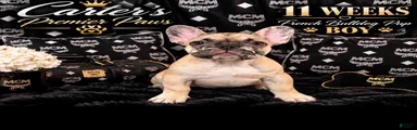 French Bulldog 1 babe
