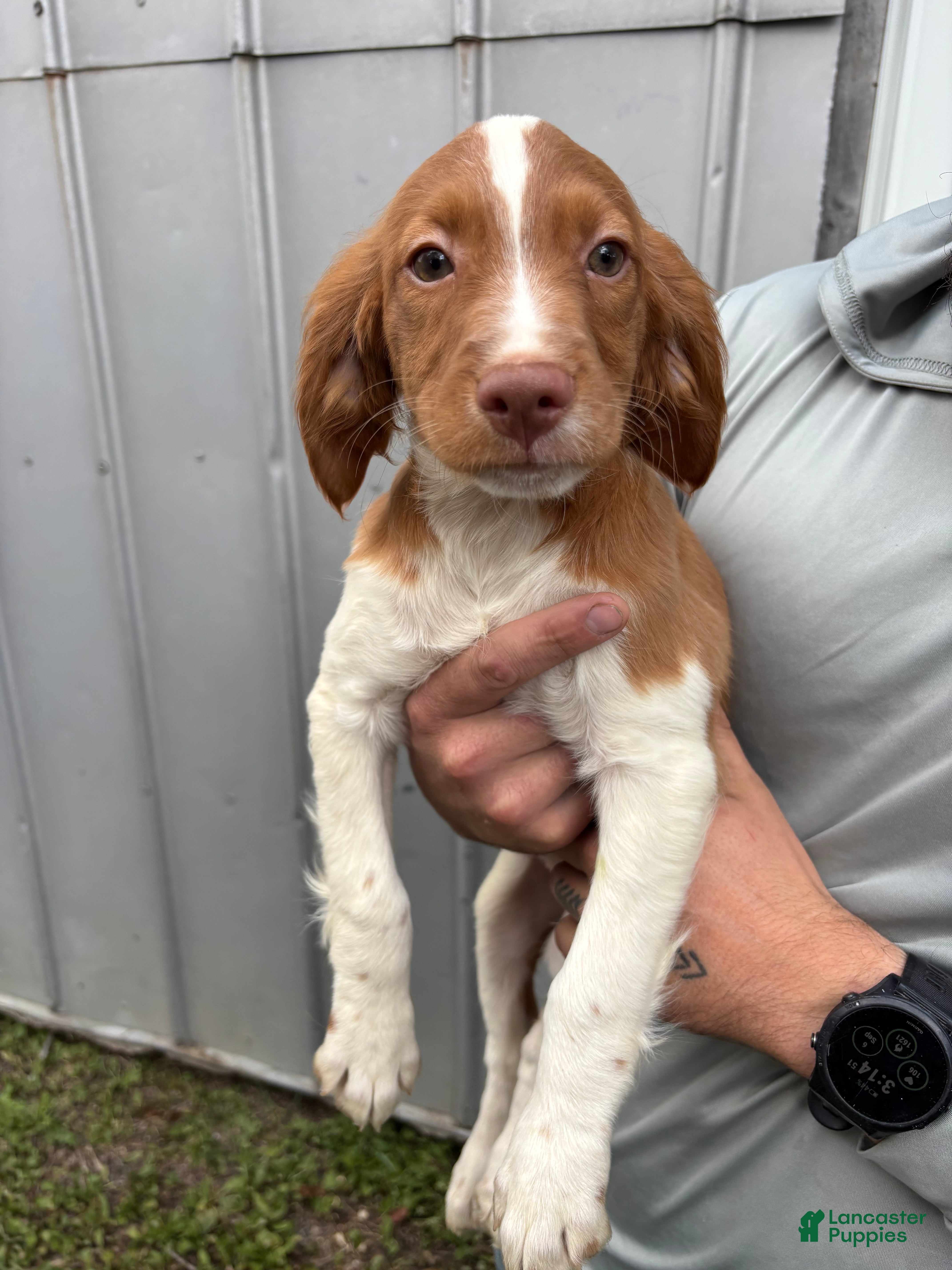 Brittany Spaniel Puppies for sale Lancaster Puppies