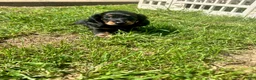 Miniature Dachshund dogs for sale: Ollie - Ad 5