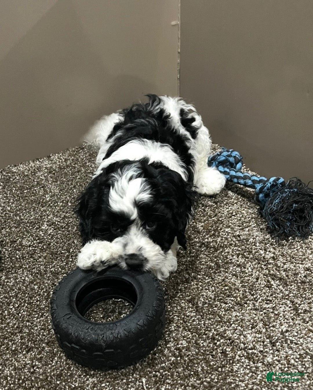 Cockapoo dogs for sale: Milo - Ad 2