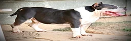 American Bully dogs for sale: American Bully 1 - Ad 5