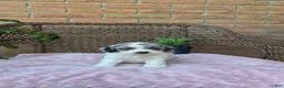 Cockapoo dogs for sale: Annie - Ad 2