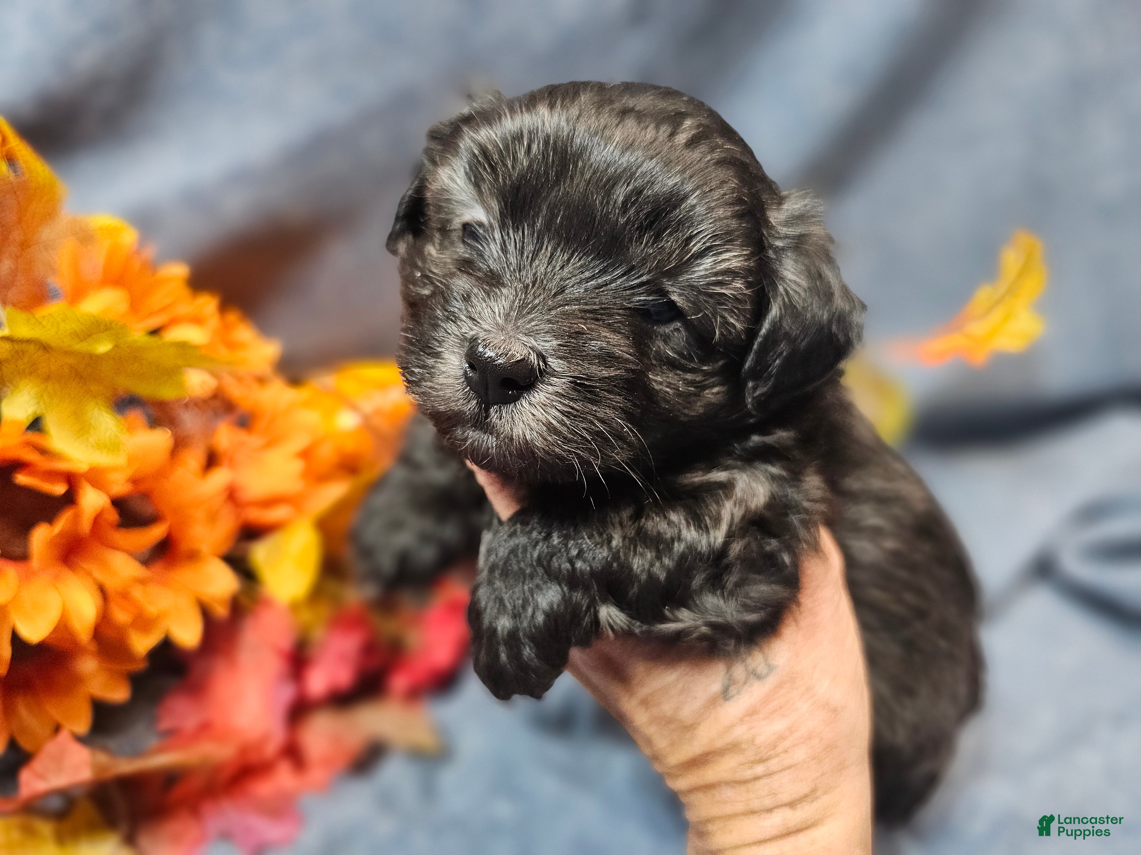 Maltipoo dogs Jack - Ad 1