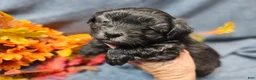 Maltipoo dogs for sale: Jack - Ad 1