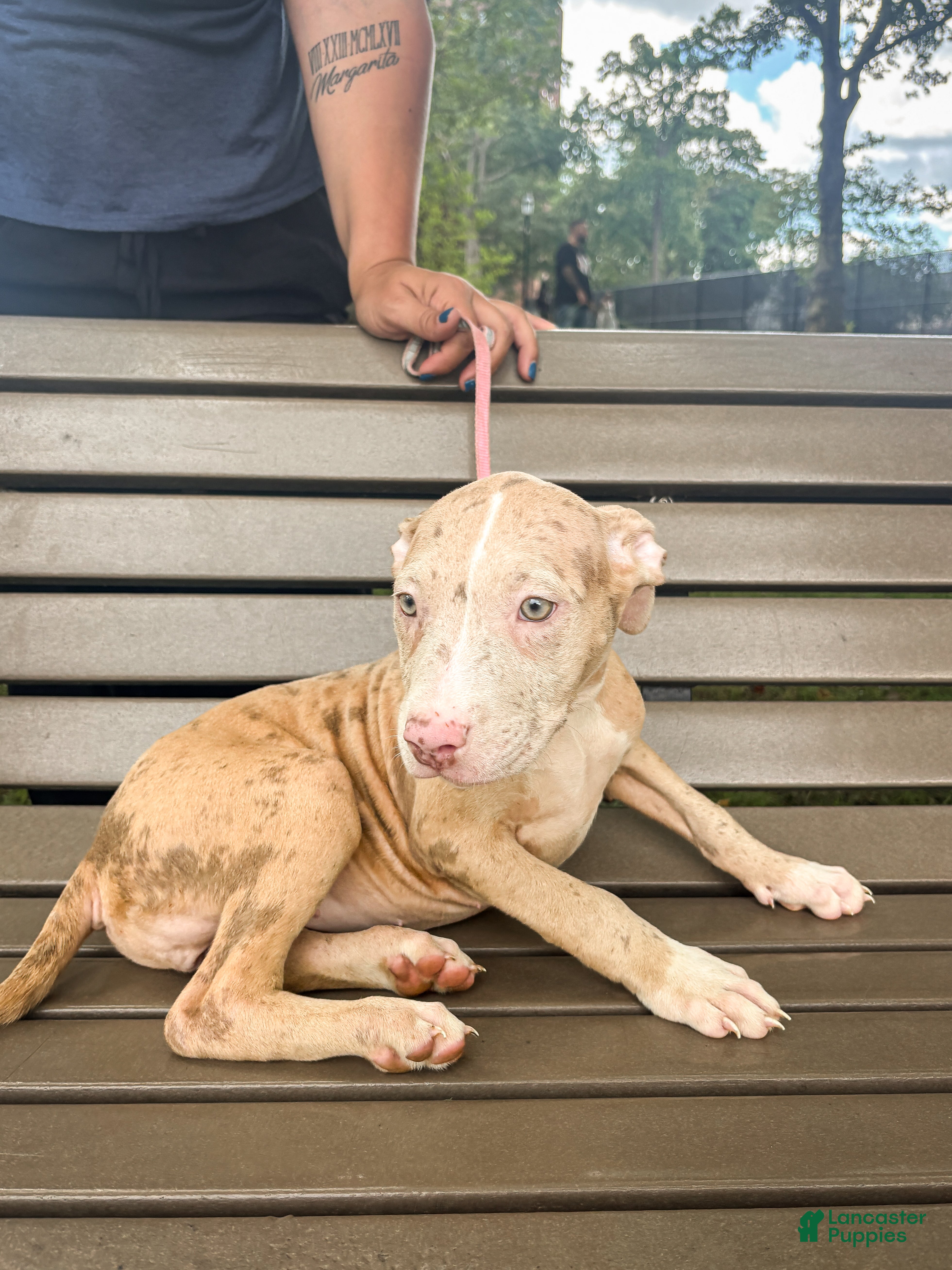 Mixed Breed dogs Mixed Breed 5 - Ad 1