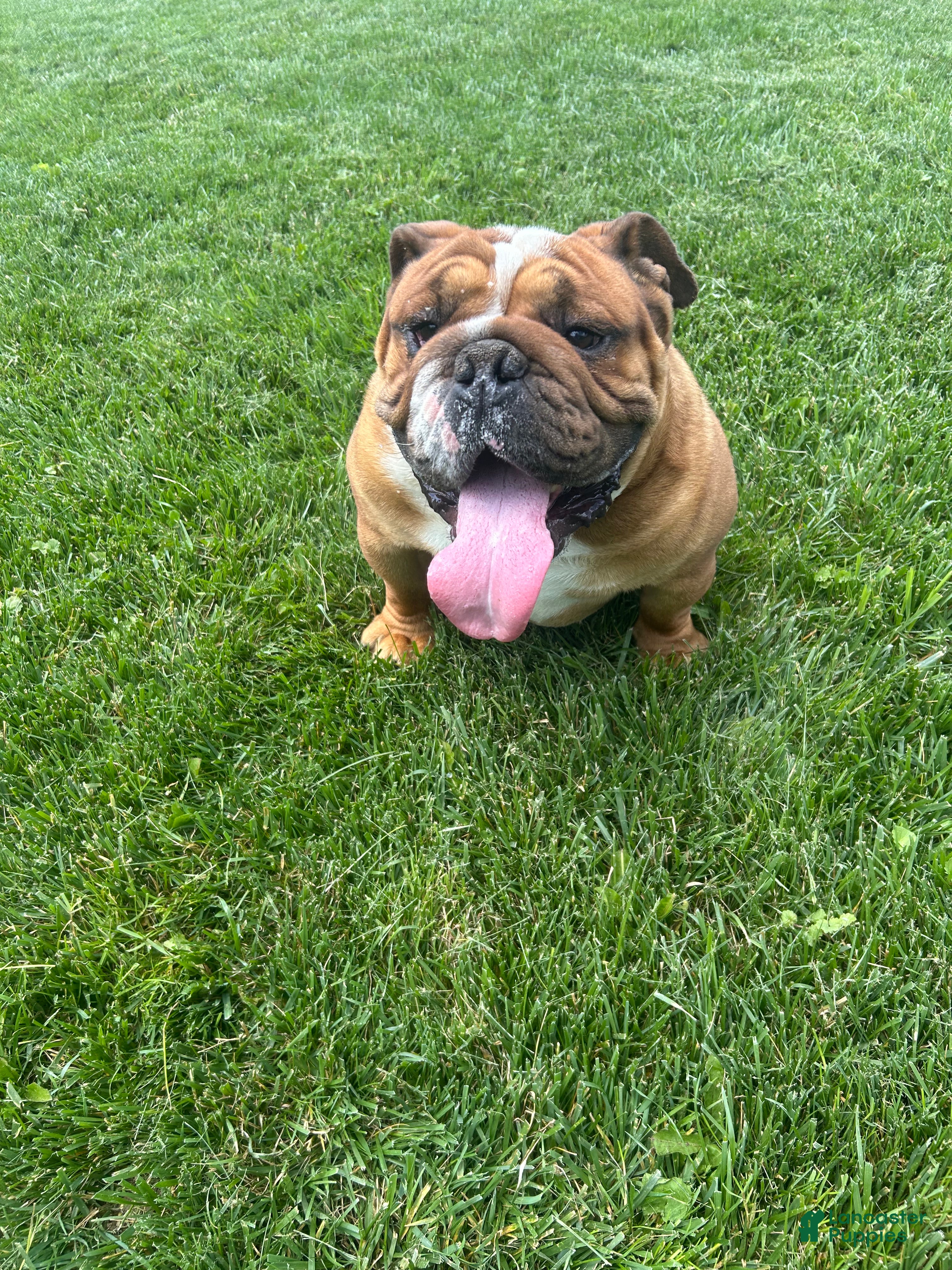 English Bulldog dogs Oscar  - Ad 10