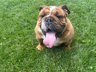 English Bulldog dogs Oscar - Ad 25