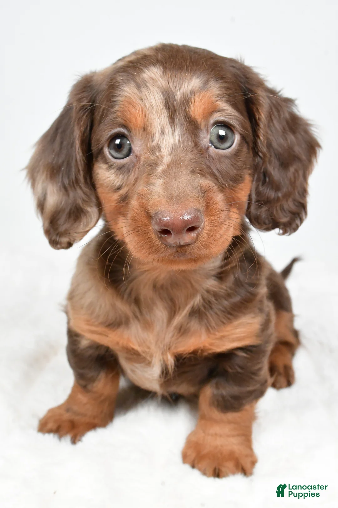 Dachshund dogs for sale: Teddy - Ad 1