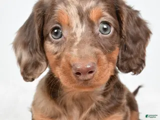 Dachshund dogs Teddy - Ad 19