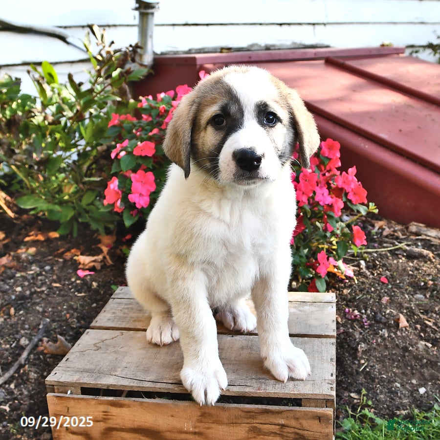 Pyrenees Puppies Do Great Pyrenees Get Along With Cats Great