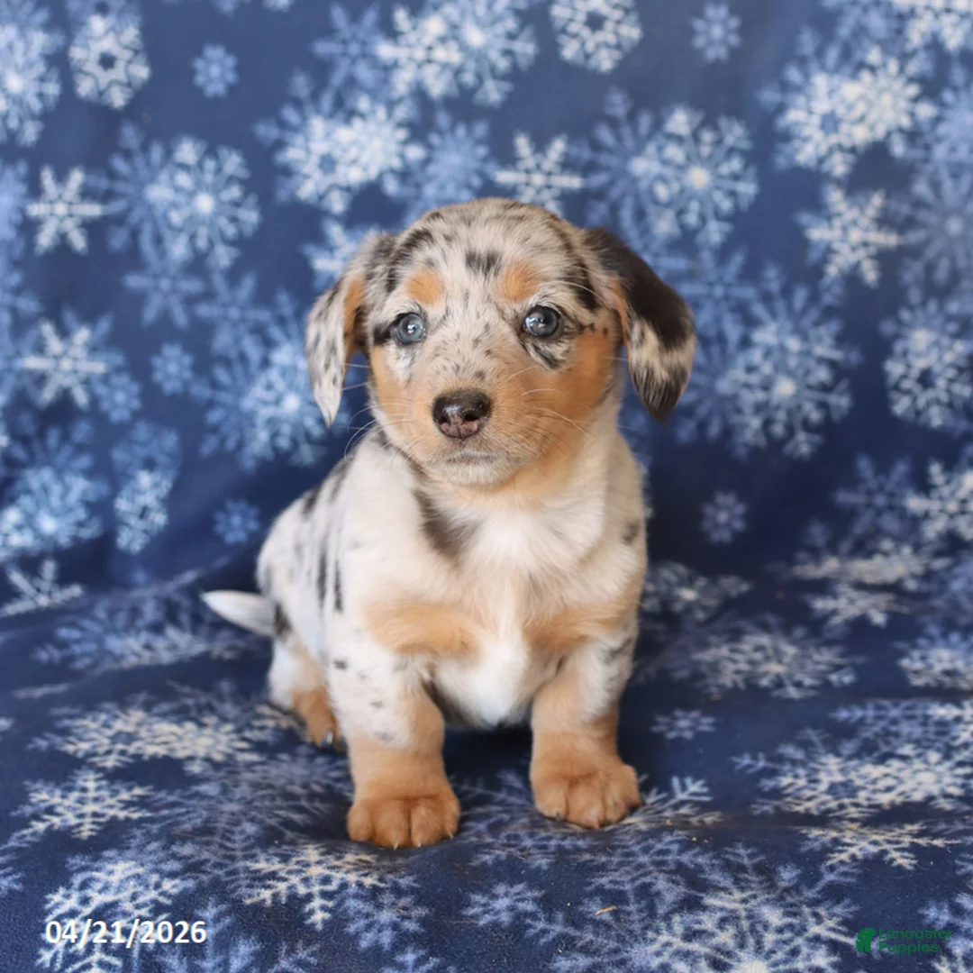 Welsh Corgi Pembroke dogs for sale: Sophie - Ad 3