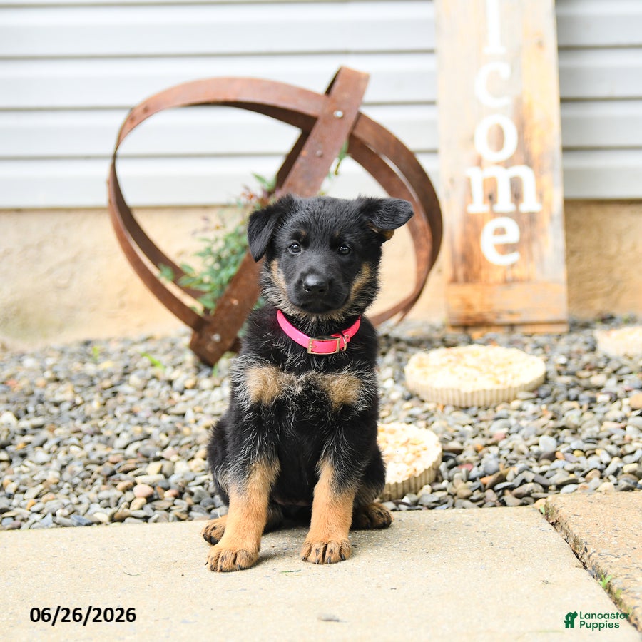 German Shepherd dogs Luna  - Ad 1