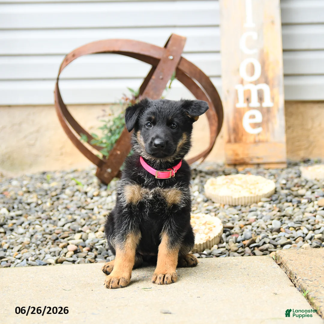German Shepherd dogs for sale: Luna  - Ad 1