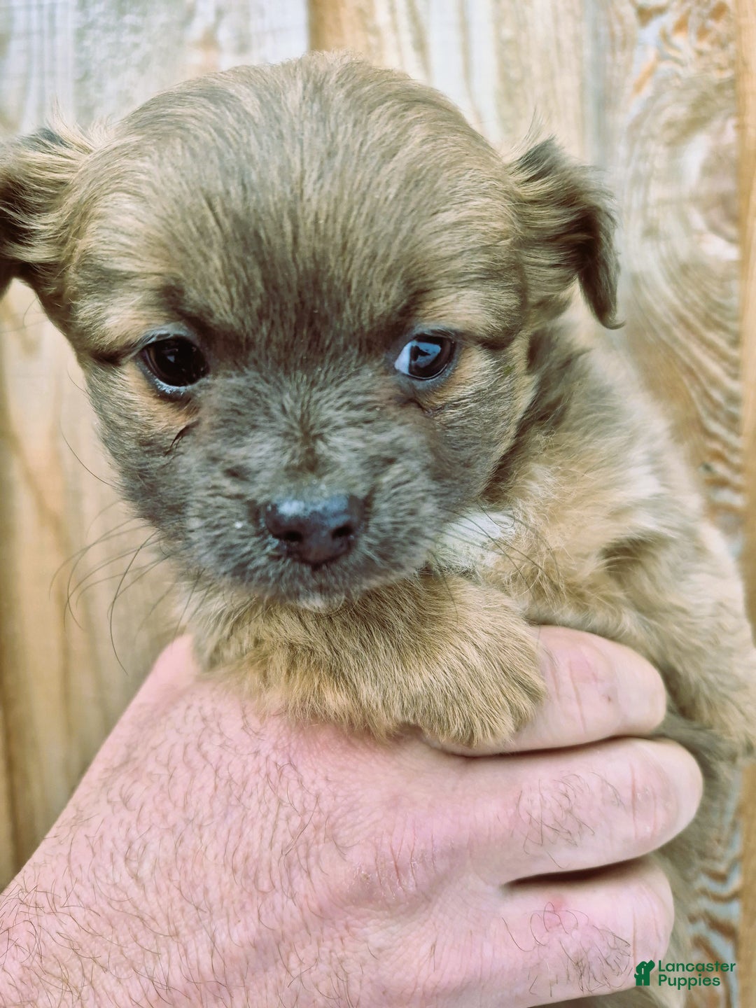 Chihuahua dogs for sale: Chihuahua Puppy 1 - Ad 1