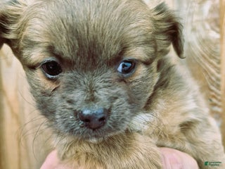 Chihuahua dogs for sale: Chihuahua Puppy 1 - Ad 4
