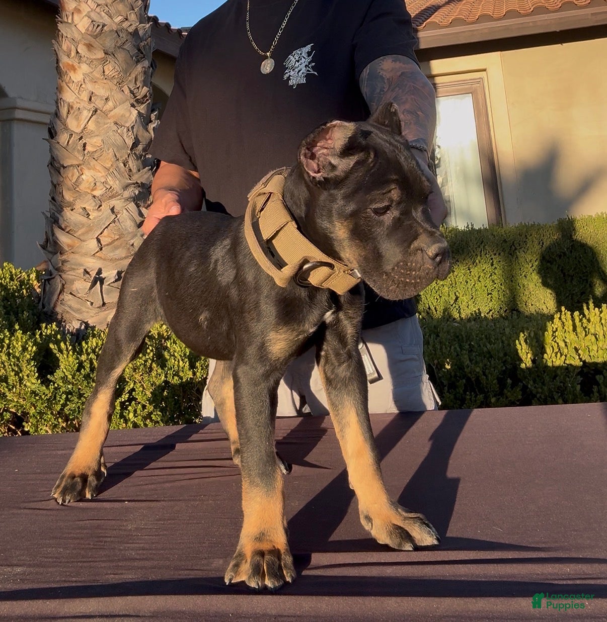Cane Corso dogs for sale: Cane Corso 1 - Ad 1
