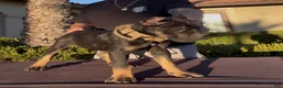 Cane Corso dogs for sale: Cane Corso 1 - Ad 1