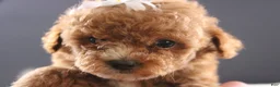 Shihpoo dogs for sale: Poppy - Ad 5