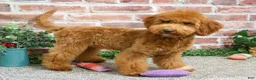 Mini Goldendoodle dogs for sale: Victoria  - Ad 5
