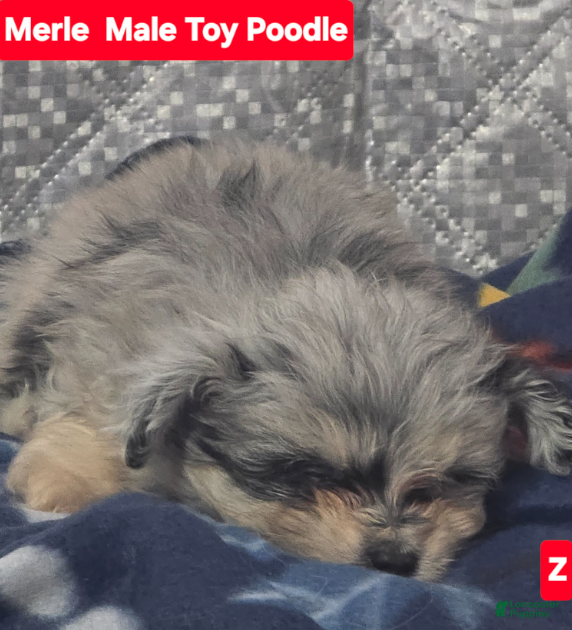 Toy Poodle dogs Merle - Ad 2