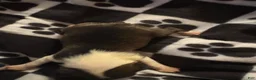 Boston Terrier dogs for sale: Eugene - Ad 2