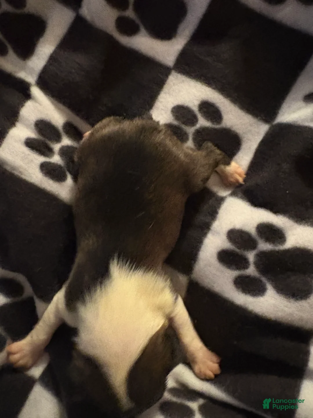 Boston Terrier dogs for sale: Eugene - Ad 2