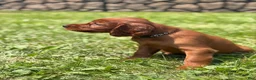 Irish Setter dogs for sale: Black collar - Ad 3