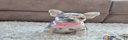 French Bulldog dogs for sale: Petal video ad - Ad 6