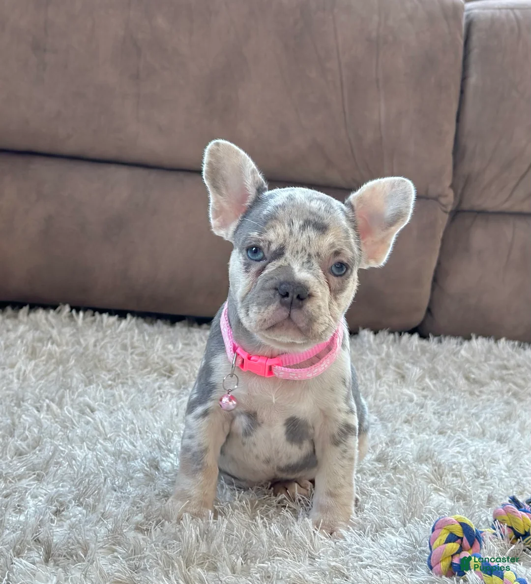 French Bulldog dogs for sale: Petal video ad - Ad 6
