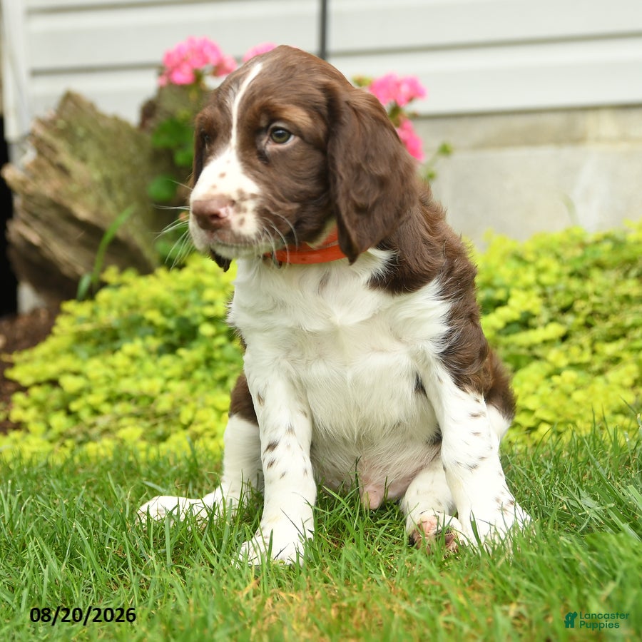 English Springer Spaniel dogs Challenger - Ad 2