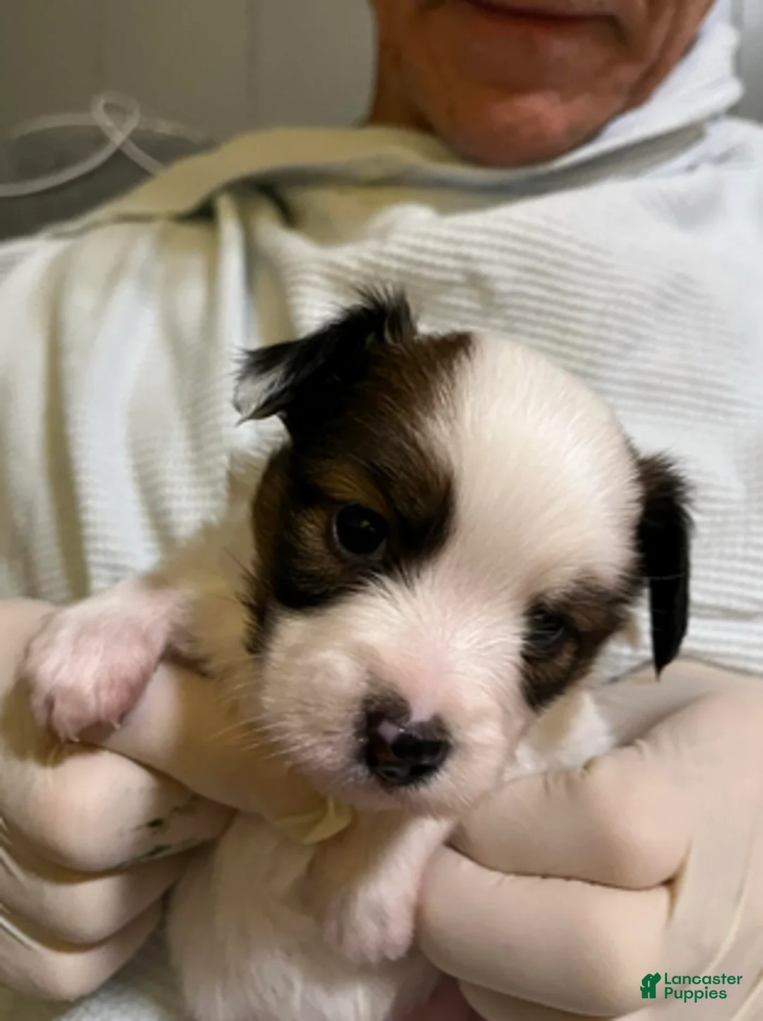 Papillon dogs for sale: Toby - Ad 3