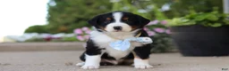 Miniature Australian Shepherd dogs for sale: Frankie - Ad 6
