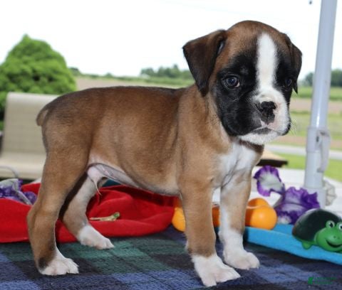 Boxer dogs Hunter - Champ lines - Ad 1